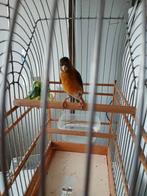 2x F1 Tekoop Goede zangers., Dieren en Toebehoren, Vogels | Overige Vogels, Mannelijk, Tam