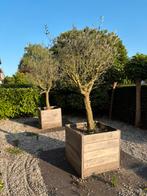 Olijfboom (2 stuks), Olijfboom, 250 tot 400 cm, Ophalen, Volle zon