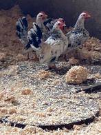 Mooie Serama haantjes, Dieren en Toebehoren, Pluimvee, Mannelijk, Kip