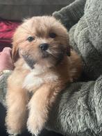 Lhasa apso puppy’s / boomer / shih Tzu., Dieren en Toebehoren, Honden | Chihuahua's en Gezelschapshonden, Parvo, Overige rassen