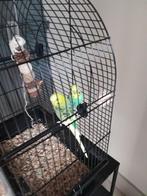 Te koop: 2 jonge grasparkieten met kooi en toebehoren, Dieren en Toebehoren, Vogels | Parkieten en Papegaaien, Meerdere dieren