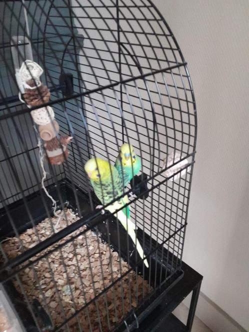 Te koop: 2 jonge grasparkieten met kooi en toebehoren, Dieren en Toebehoren, Vogels | Parkieten en Papegaaien, Parkiet, Meerdere dieren