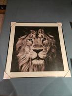 Foto leeuw in lijst, Antiek en Kunst, Kunst | Tekeningen en Foto's, Ophalen