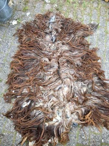 Biologische schapenvachten echte kwaliteit vilt en spin wol beschikbaar voor biedingen