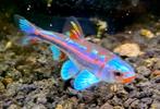 Rainbow shiners! Regenboor elrits! Notropis chrosomus vissen, Overige soorten