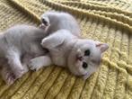 Britse korthaar kittens nog 2 te koop!, Dieren en Toebehoren, Meerdere dieren, Gechipt, 0 tot 2 jaar