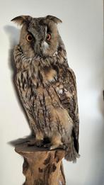 Mooie opgezette ransuil, Ophalen of Verzenden, Vogel, Opgezet dier