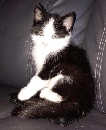 Nog 2 super lieve kittens beschikbaar voor biedingen