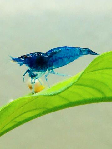 Blauwe garnalen Neocaridina  beschikbaar voor biedingen