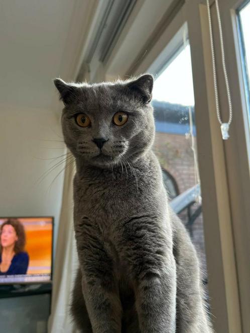 Britse korthaar, Dieren en Toebehoren, Katten en Kittens | Raskatten | Korthaar, Meerdere dieren, 0 tot 2 jaar, Gechipt, Ontwormd