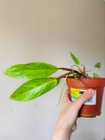 Philodendron Painted Lady, Huis en Inrichting, Kamerplanten, Ophalen of Verzenden, Overige soorten, Minder dan 100 cm