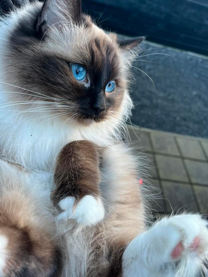 Ragdoll poes 100% stamboom herplaatser, gechipt, Dieren en Toebehoren, Katten en Kittens | Raskatten | Langhaar, Poes, Met stamboom