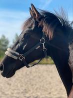Super betrouwbare jaarling zwart San Remo x Miami Turfhorst, E pony (1.48m - 1.57m), Dressuurpony, 0 tot 2 jaar, Hengst