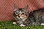 Hyperallergene ras fluffy Siberische kittens, Dieren en Toebehoren, Katten en Kittens | Raskatten | Langhaar, Meerdere dieren