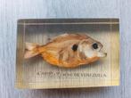 Piranha uit Venezuela in Acryl, Ophalen of Verzenden