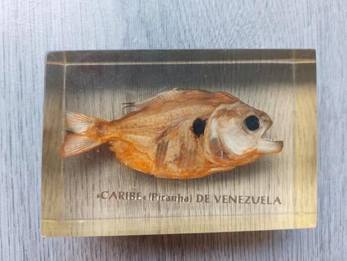 Piranha uit Venezuela in Acryl, Antiek en Kunst, Curiosa en Brocante, Ophalen of Verzenden