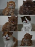 Chocolate/ Cinnamon British Longhair & shorthair kittens, Dieren en Toebehoren, Meerdere dieren, Gechipt, 0 tot 2 jaar