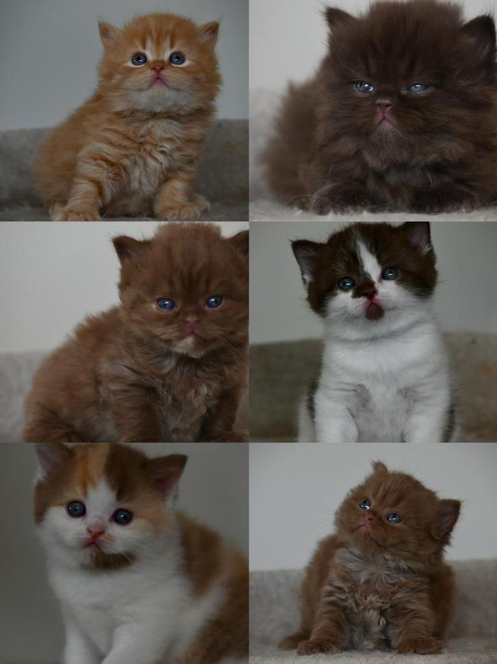 Chocolate/ Cinnamon British Longhair & shorthair kittens, Dieren en Toebehoren, Katten en Kittens | Raskatten | Langhaar, Meerdere dieren
