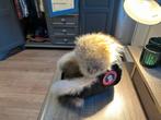 Canada Goose Ushanka Pet - Nieuwstaat, Ophalen of Verzenden, Zo goed als nieuw, 55 cm (S, 6⅞ inch) of minder, Pet