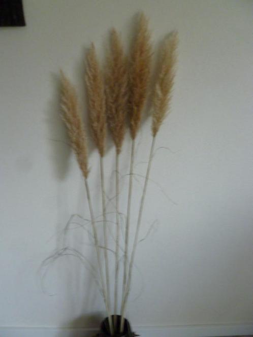 5 Pampas gras pluimen. Lengte 140 – 160 cm. (de laatste.), Huis en Inrichting, Woonaccessoires | Droogbloemen, Nieuw, Ophalen