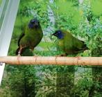 Driekleur papegaaiamadines 1 koppel., Dieren en Toebehoren, Meerdere dieren, Tropenvogel