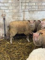 Ooilammeren rouge l ouest x texelaar, Dieren en Toebehoren, Schapen, Geiten en Varkens, Vrouwelijk, Schaap, 0 tot 2 jaar