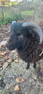 Prachtig ouessant schaapje!, Dieren en Toebehoren