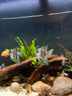 4 zebra maanvissen, Dieren en Toebehoren, Vis