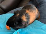 2 cavia beertjes 4&5 jaar oud., Mannelijk, Cavia, Tam