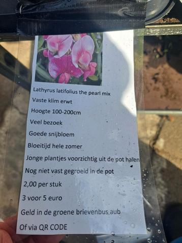 Vandaag de hele dag vaste plantjes verkoop in Gieten  beschikbaar voor biedingen
