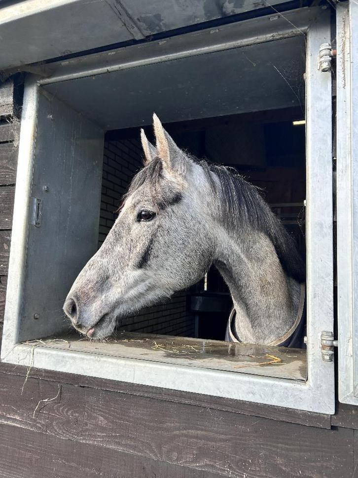 Leergierige knappe allround/spring merrie, Dieren en Toebehoren, Paarden, Merrie, Onbeleerd, 160 tot 165 cm, 3 tot 6 jaar, Springpaard