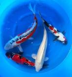 Japanse Koi eigen import Jumbo Nisai nu al 45/55 cm groot, Karper of Koi