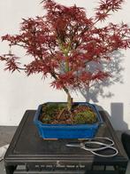 Acer Palmatum Jerre Schwarts (Is Verkocht), Tuin en Terras, Planten | Bomen, Ophalen of Verzenden