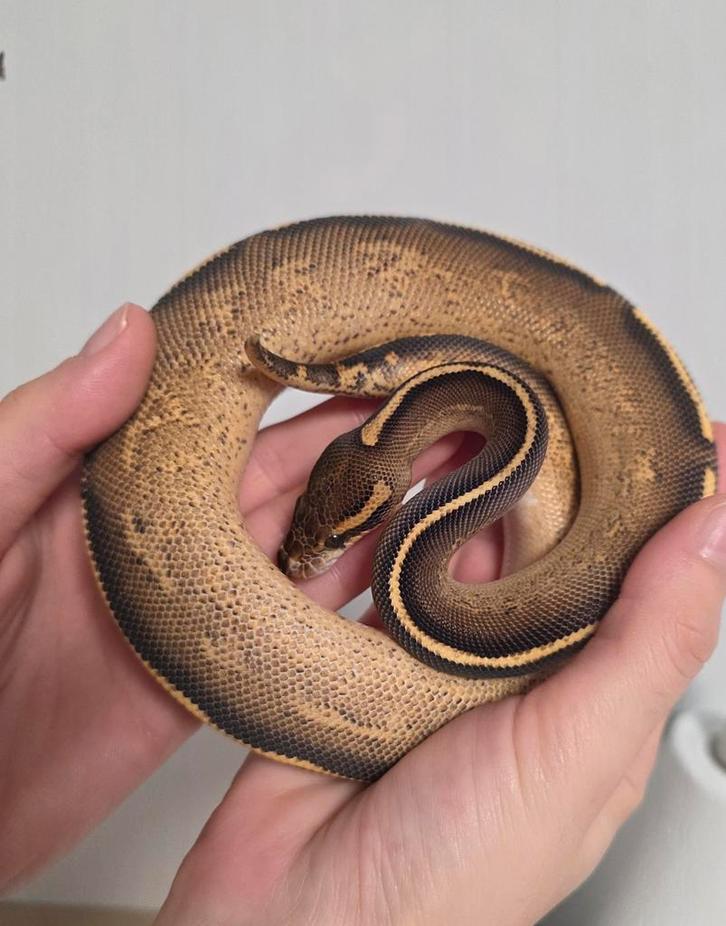 Freeway vrouwtje Python regius/koningspython Ball Python - female for sale from G.B