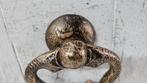LEEUW MET SLANG IN ZIJN BEK / DEURKLOPPER / GIETIJZER, Ophalen of Verzenden, Huis en tuin decoratie Marie, Info@huisentuindecoratiemarie.nl