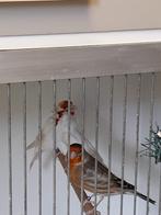 ** MAJORPUTTERS **, Dieren en Toebehoren, Vogels | Overige Vogels, Meerdere dieren, Wildzangvogel, Geringd