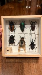 Displaybox met verzameling kevers en cicaden, Dieren en Toebehoren, Overige soorten