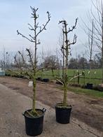 Actie!!! Pyrus communis conference, laagstam karakteristieke, Lente, Ophalen of Verzenden, Halfschaduw, 100 tot 250 cm