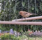 Harlekijn kanarie pop 2025, Dieren en Toebehoren, Vogels | Kanaries, Vrouwelijk, Kleurkanarie