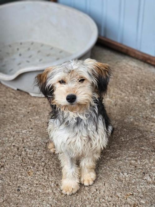 Baby zoekt een baasje, Dieren en Toebehoren, Honden | Niet-rashonden, Klein, Teef, Handelaar, Eén hond, Buitenland, 15 weken tot 1 jaar