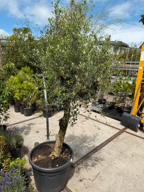 Olijf boompje rustieke stam mi nog 9st grote kuip 99,50 pst, Tuin en Terras, Planten | Bomen, Olijfboom, 100 tot 250 cm, Volle zon