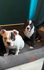 2 Amerikaanse bully pups te koop, prijs is per stuk, Particulier, Rabiës (hondsdolheid), 15 weken tot 1 jaar, Overige rassen