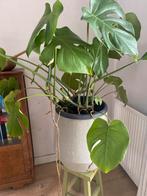 Mooie monstera, Huis en Inrichting, Ophalen of Verzenden, Halfschaduw, Minder dan 100 cm