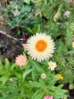 Helichrysum zaden wit, Ophalen of Verzenden, Voorjaar, Volle zon, Zaad