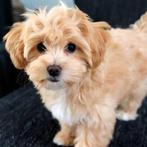 Maltipoo pup gezocht voor een warm thuis, Dieren en Toebehoren, Honden | Chihuahua's en Gezelschapshonden, Rabiës (hondsdolheid)
