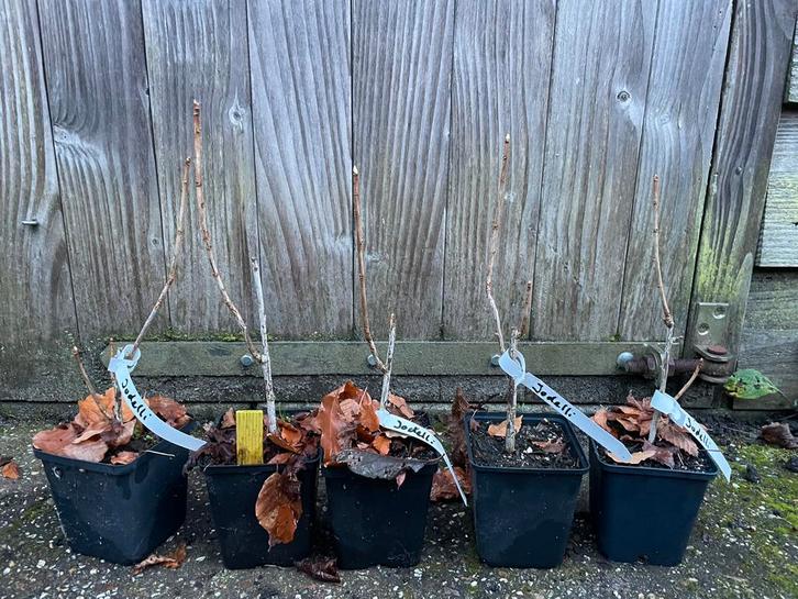 Josta ‘Jodelli’, Tuin en Terras, Planten | Fruitbomen, Overige soorten, Minder dan 100 cm, Zomer, Ophalen of Verzenden