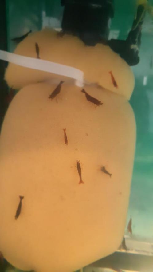 Rode Garnalen, Dieren en Toebehoren, Vissen | Aquariumvissen, Zoetwatervis, Kreeft, Krab of Garnaal