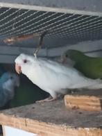 MUISPARKIET   POP   WIT   van  2020, Dieren en Toebehoren, Vrouwelijk, Parkiet, Geringd