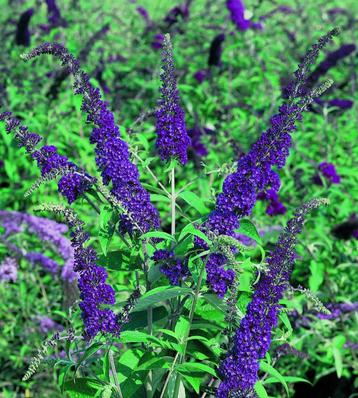 Buddleja Empire Blue | Vlinderstruik (Blauwpaars) | C2 beschikbaar voor biedingen