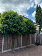 Mooie bol acacia 2 stuks, Tuin en Terras, Planten | Bomen, Ophalen, Volle zon, Bolboom